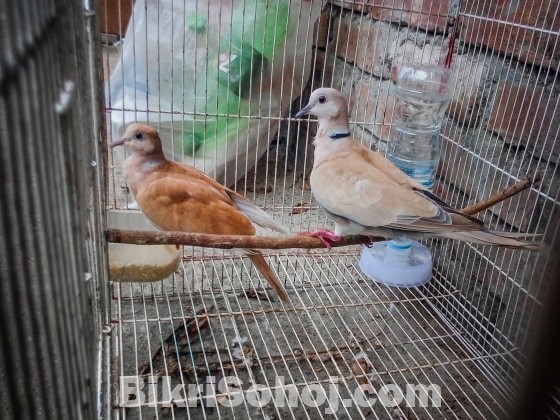 Adult Australian Dove